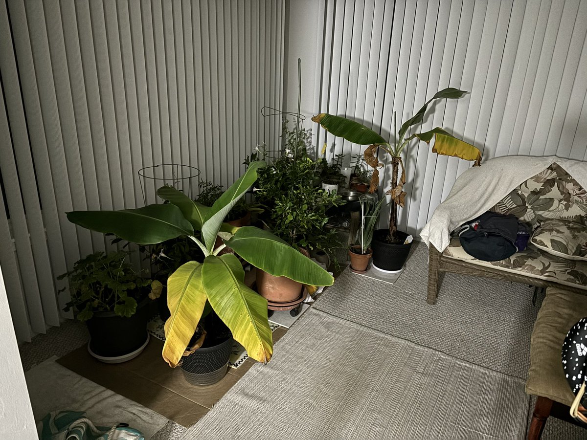 nirb_nirb's tweet image. お母さん暇すぎてバナナの木育てとる