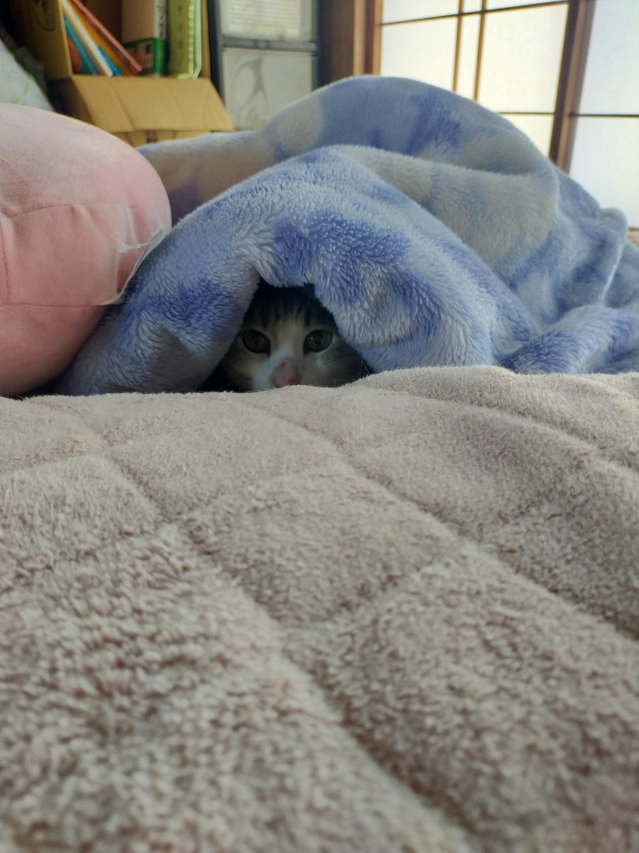 まさまさ(猫・小説) (@nyanyanya0902) on X