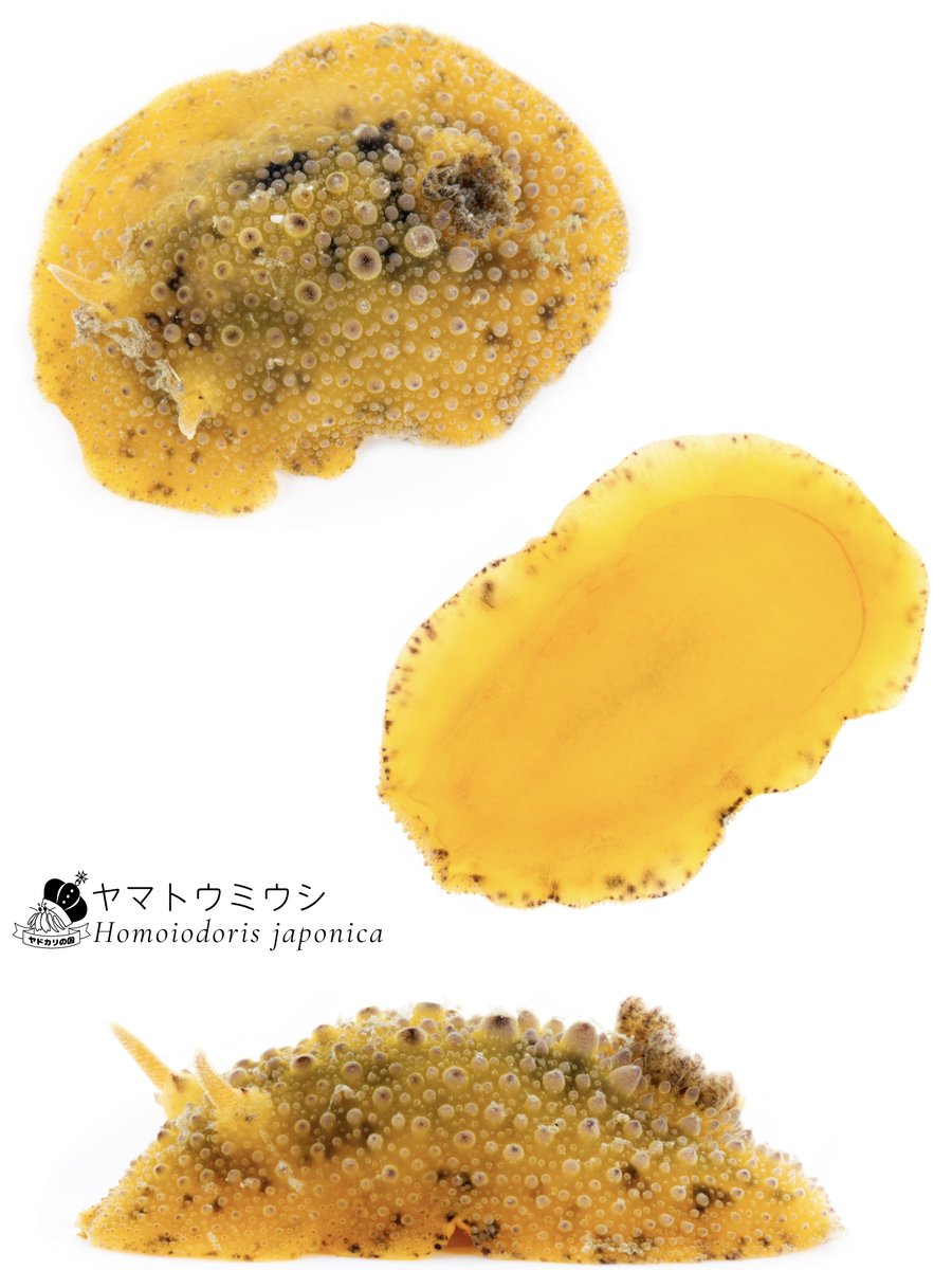 でんか@『海のあかちゃん』『ヤドカリ探索図鑑』 (@K_theHermit