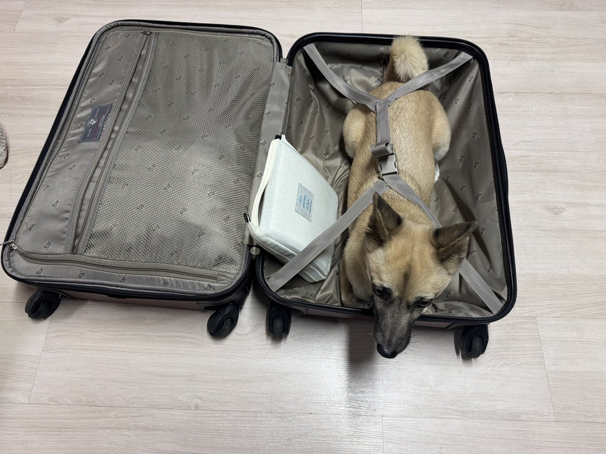 Crispy_Dog_'s tweet image. 짐다쌌다