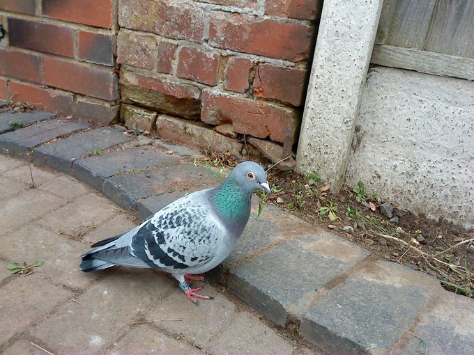 a_london_pigeon's tweet photo. Something outside dad.
Homing pigeon stopping off for a rest #Staffordshire
📷 Rudy & Buster @stephenhillbill #April2016 https://t.co/qJY9lWMQYt