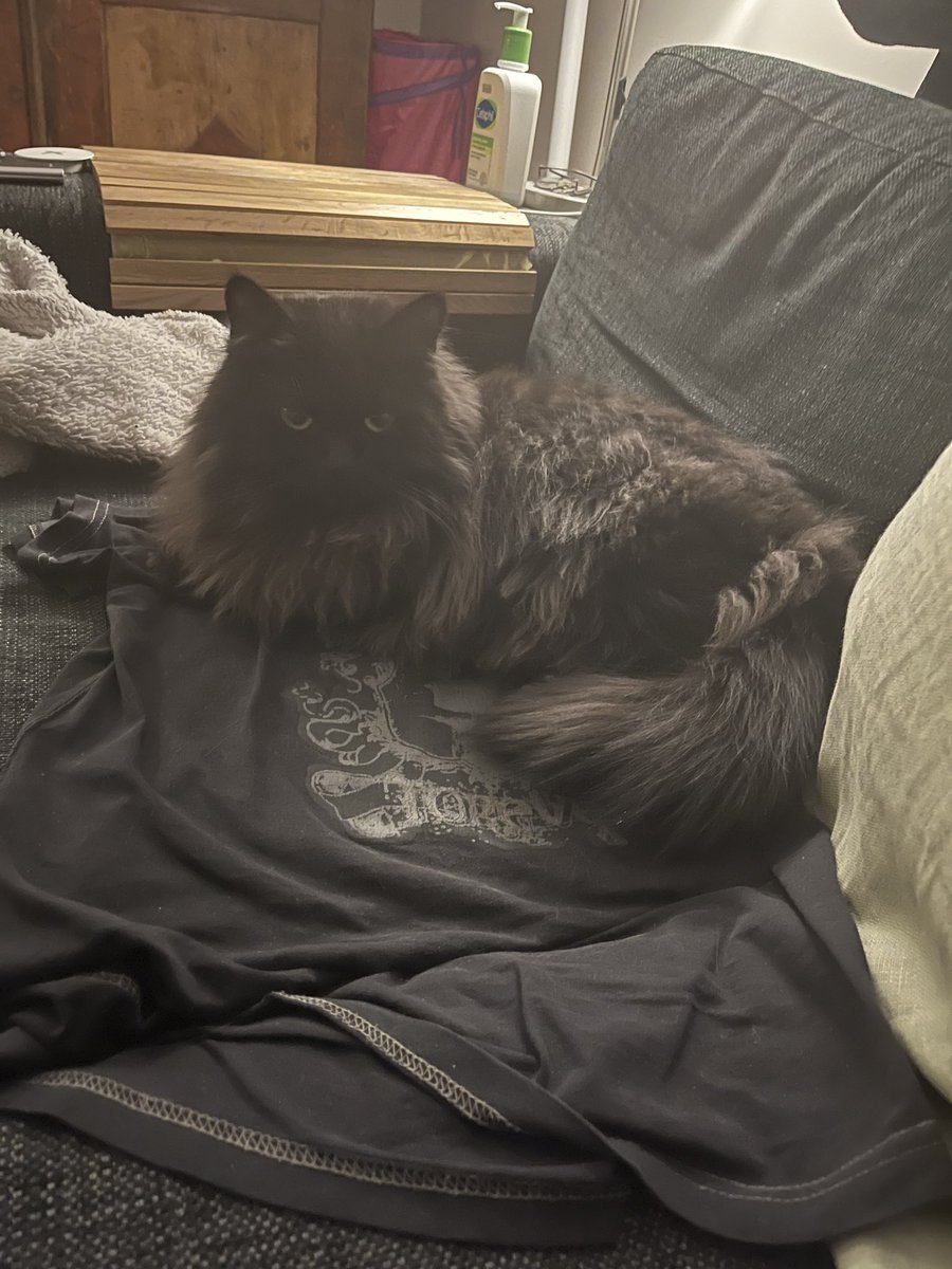 mini_Munken's tweet image. I decided to leave one of my used shirts for Fenix while I was gone to make him feel less alone and today I saw him lay down on it and he even started cleaning it. He loves me and I love him 🥹