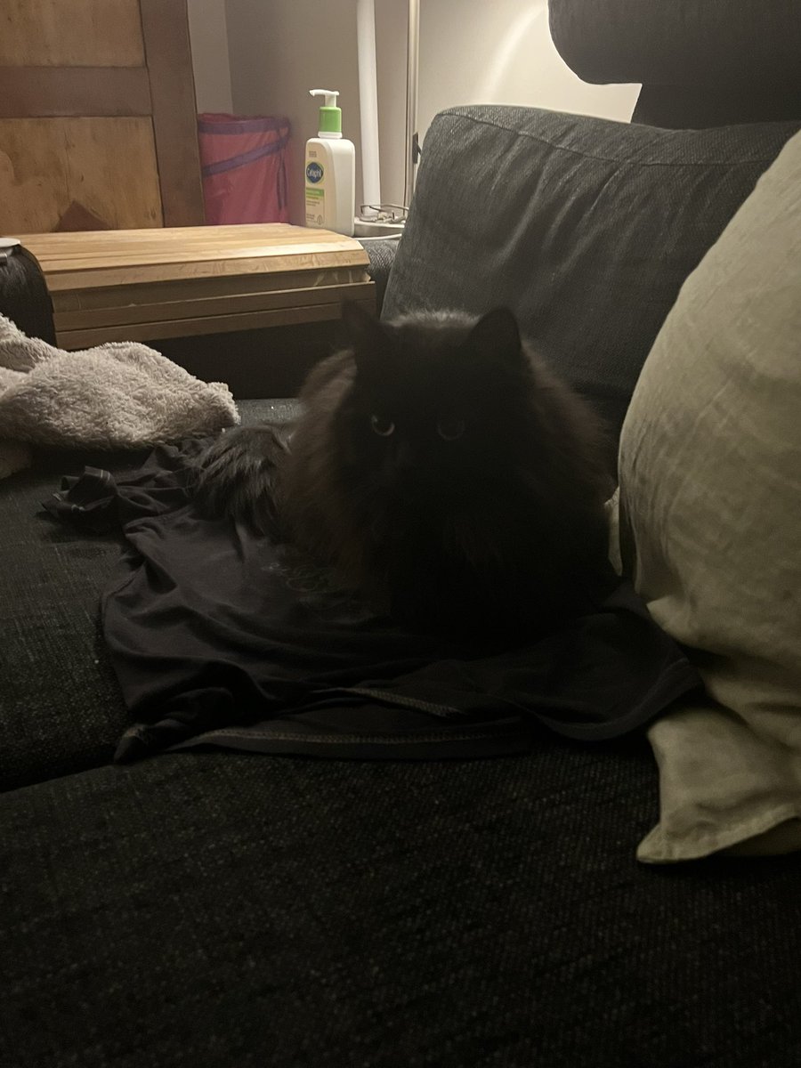mini_Munken's tweet image. I decided to leave one of my used shirts for Fenix while I was gone to make him feel less alone and today I saw him lay down on it and he even started cleaning it. He loves me and I love him 🥹