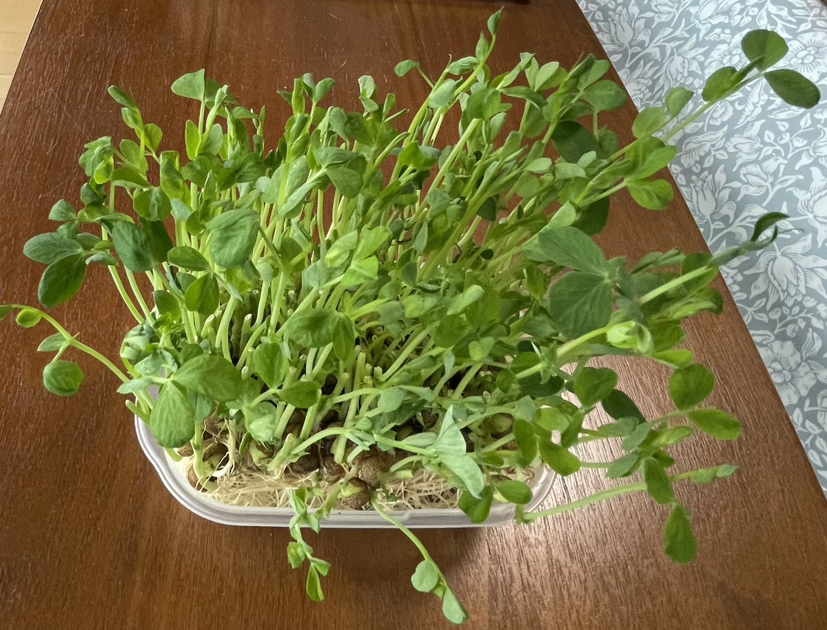 mibon226015641's tweet image. おはようございます。
2025/11/27 気温7℃湿度93%
7:50琵琶湖の朝空
お日様お休みで西も東も一面モヤの中。
一度使った豆苗
ここまで再生はあっぱれだねー🌱
猫くん🐈‍⬛はくつろぎモードで熟睡中です。👏
木曜日
皆さん今日も元気で良い一日を❣️
#あさそら #びわこ #ねこ