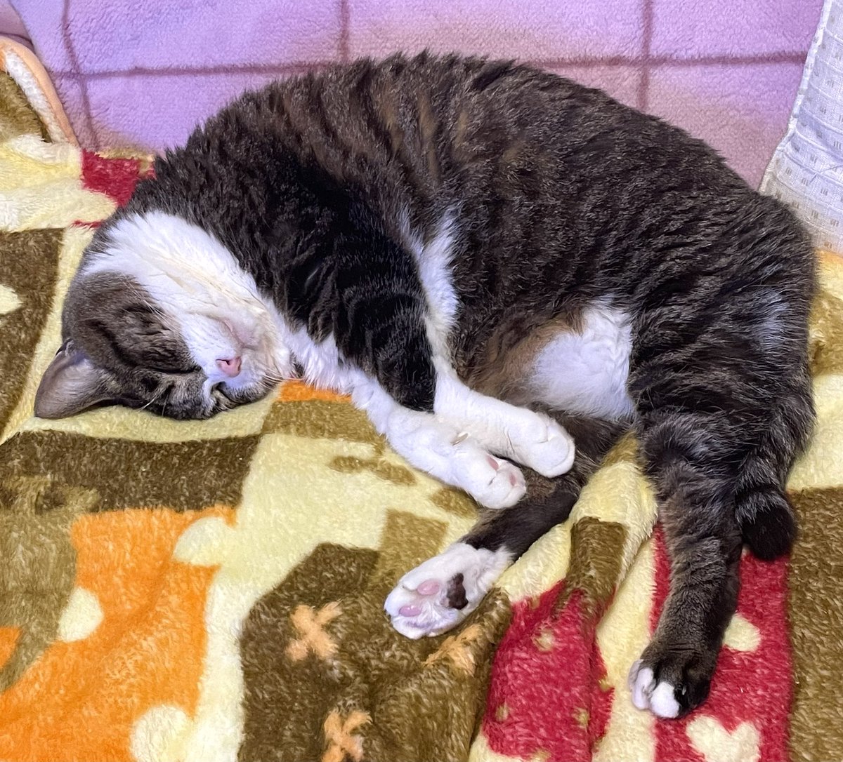 mibon226015641's tweet image. おはようございます。
2025/11/27 気温7℃湿度93%
7:50琵琶湖の朝空
お日様お休みで西も東も一面モヤの中。
一度使った豆苗
ここまで再生はあっぱれだねー🌱
猫くん🐈‍⬛はくつろぎモードで熟睡中です。👏
木曜日
皆さん今日も元気で良い一日を❣️
#あさそら #びわこ #ねこ