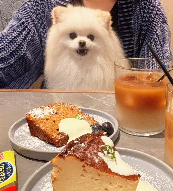 ポメ様♡14kgf おこめ屋 (@chimaki0328) / Posts / X