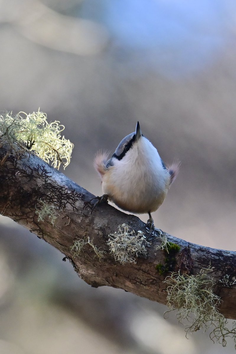 emuBitaki321's tweet image. ツンと上を向く仕草が可愛くて尊い♡
尖ったクチバシ、喉からお腹にかけてのピュアホワイトなもふもふがとってもcute😍
そして、両脇のカールしてはみ出たモフ毛がたまらなく愛おしい✨✨
#ゴジュウカラ