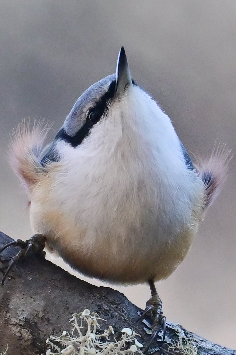 emuBitaki321's tweet image. ツンと上を向く仕草が可愛くて尊い♡
尖ったクチバシ、喉からお腹にかけてのピュアホワイトなもふもふがとってもcute😍
そして、両脇のカールしてはみ出たモフ毛がたまらなく愛おしい✨✨
#ゴジュウカラ