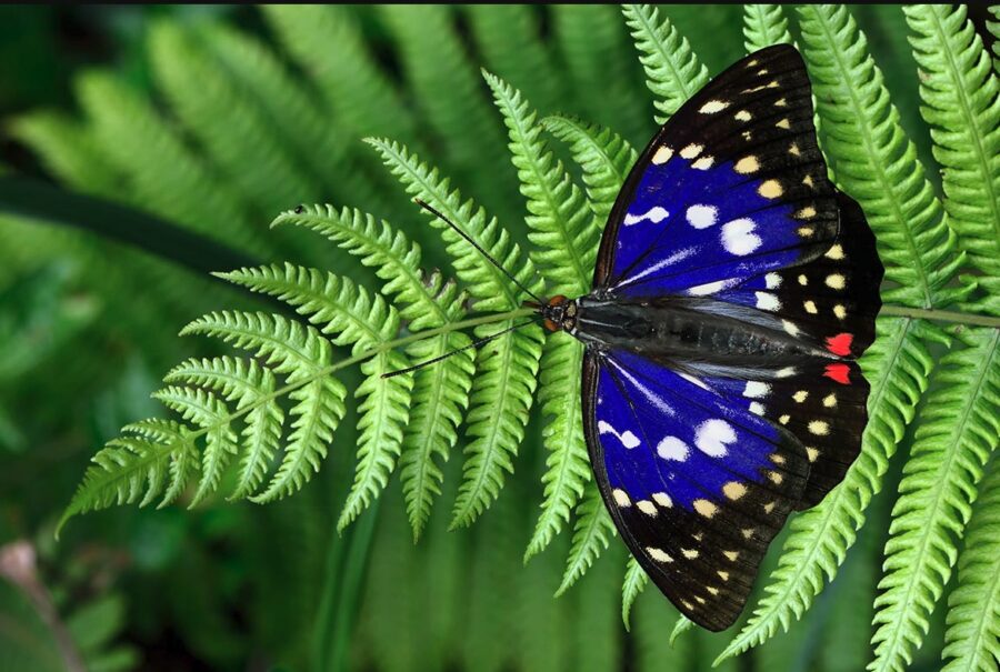 taiwan_mexico's tweet photo. 🇹🇼🦋#taiwan🇹🇼 es uno de los dos lugares en el mundo con “#valles de #mariposas ”.🦋🇹🇼
Cada #noviembre–#marzo , más de un millón de #mariposasPurpleCrow migran a #maolin , creando un “río de mariposas”.💜🇹🇼
@créditosalautor #taiwánconméxico #taiwanese #taipeitravel #mariposas https://t.co/z2Ye8M6oCX