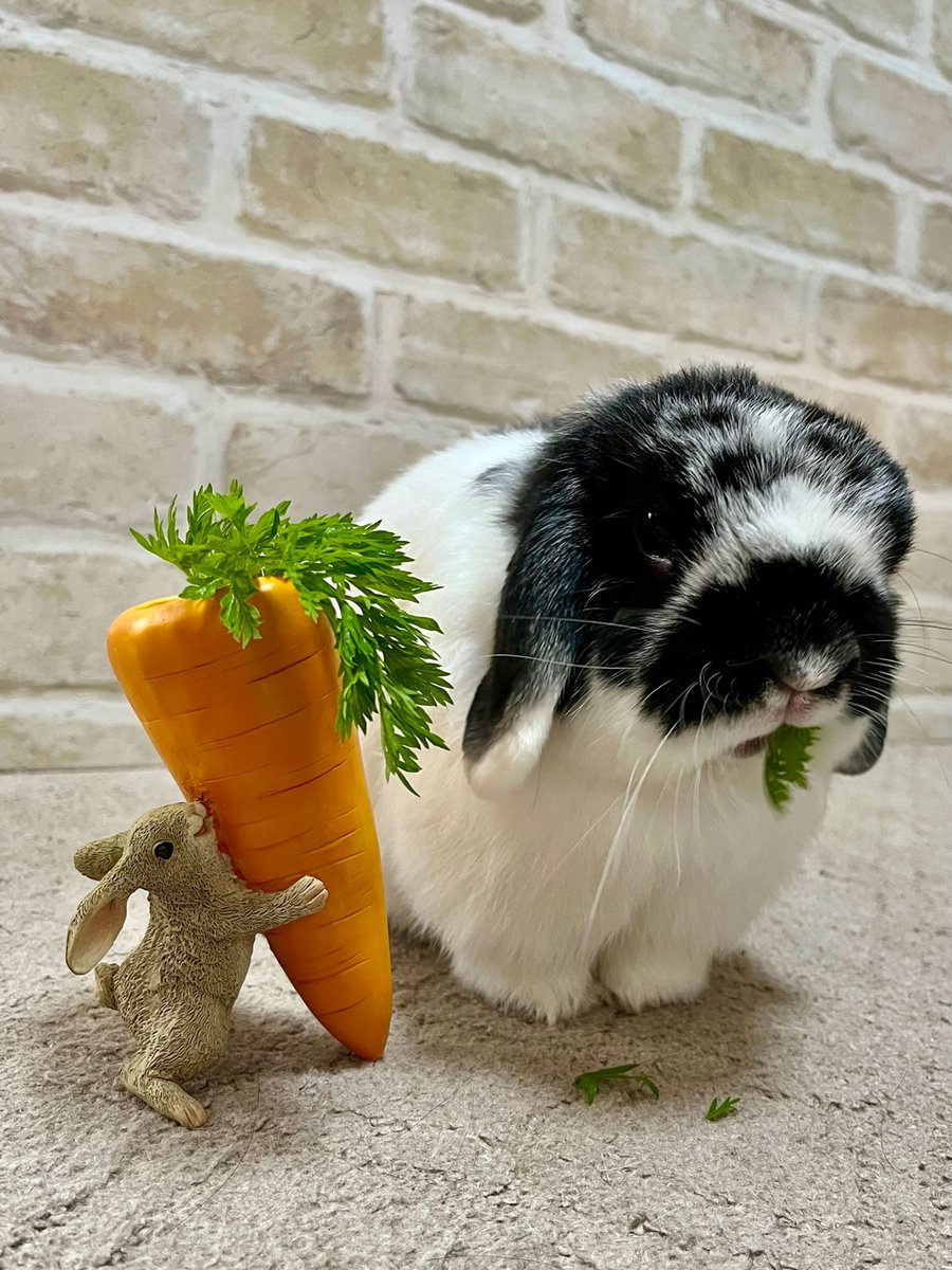 E3%82%A8%E3%83%95%E3%81%8F%E3%82%93