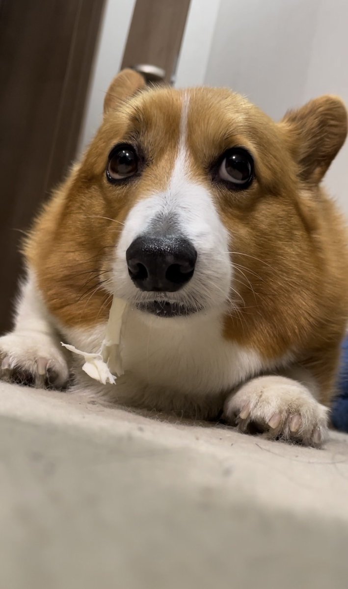corgi_616161's tweet image. ガム食べてる時☺️何してても可愛いのはずるいよなぁ🥹❤️❤️❤️#コーギー #corgi #もふもふ #コーギーのいる暮らし