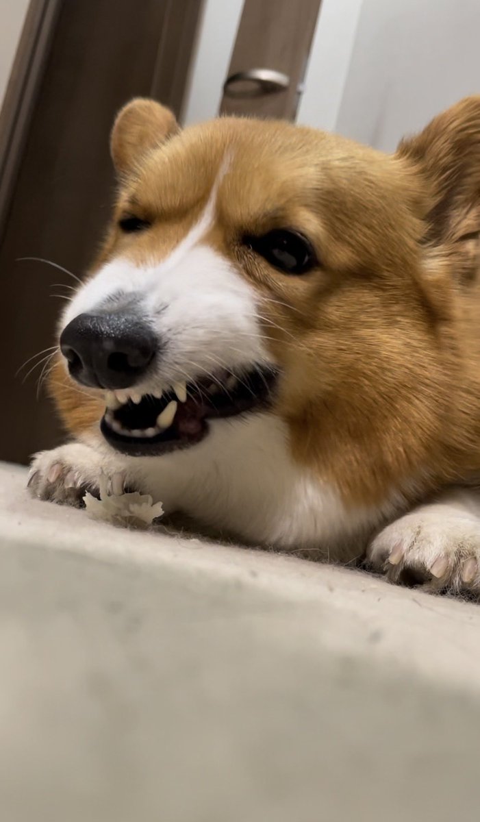 corgi_616161's tweet image. ガム食べてる時☺️何してても可愛いのはずるいよなぁ🥹❤️❤️❤️#コーギー #corgi #もふもふ #コーギーのいる暮らし