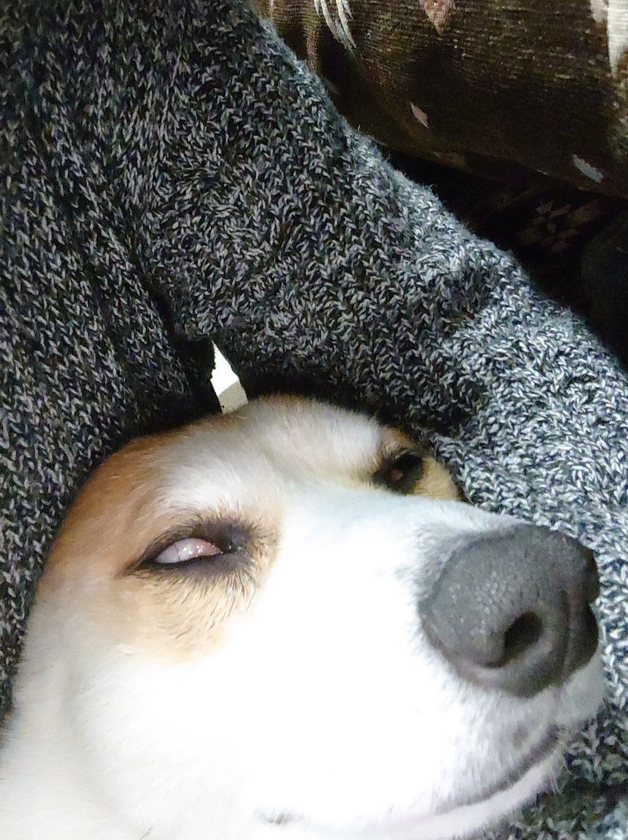 cha_san714's tweet image. 主の脇の下から
おはようございます

 #コーギー #corgi