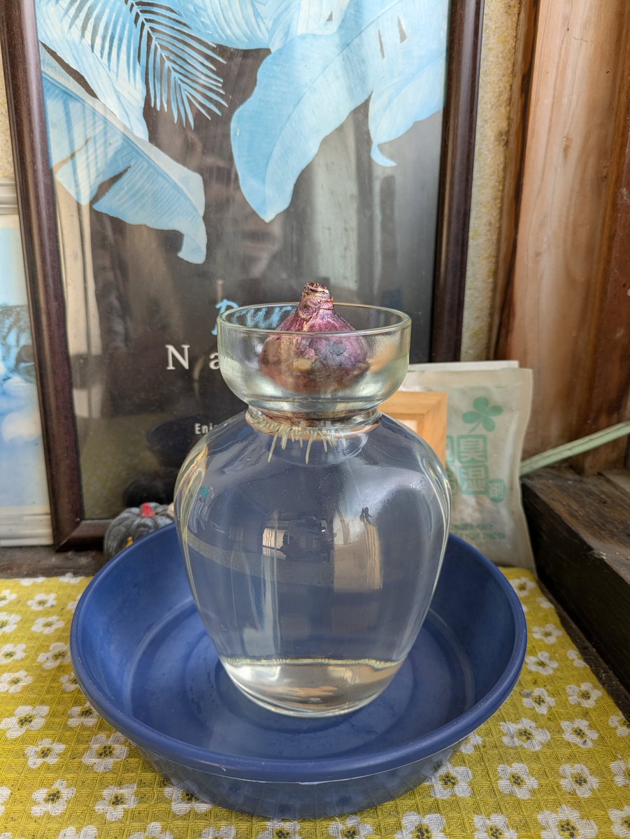 ヒヤシンス様 ヒヤシンス