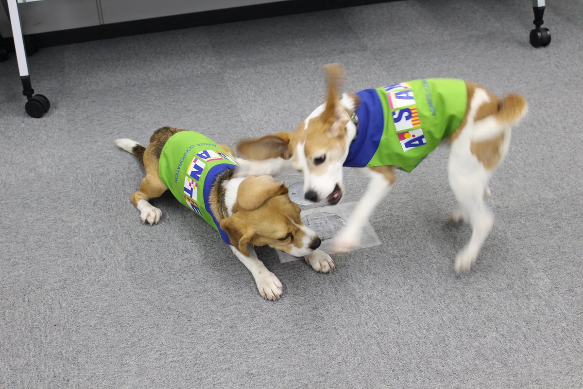 昨日デビューしたエルとサラの #ワンプロ対決を激写📷
新人VSベテランの仁義なき戦いが…！？
勝つのはフレッシュパワーか、歴戦の経験か🔥
#トコジラミ探知犬エル #シロアリ探知犬サラ #ケガしないでね