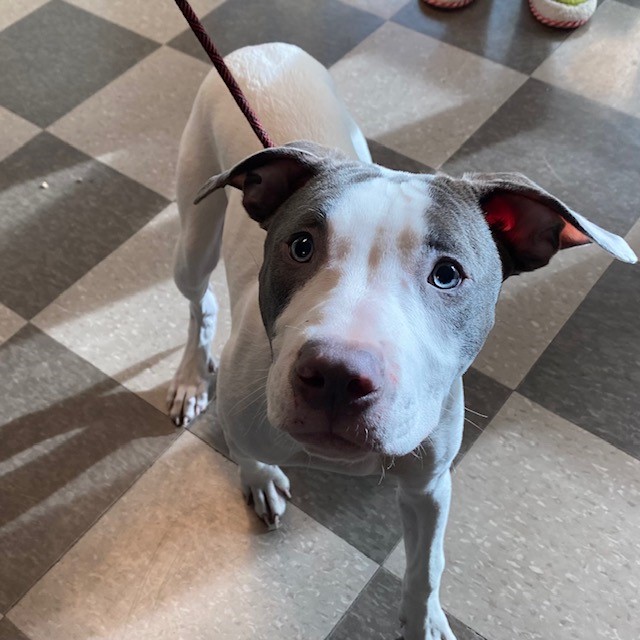PetfindToronto's tweet image. #BLOOR #ISLINGTON  Pls RT2unite #FOUND #DOG- 24-Nov-25 #Toronto Animal Services A1022381 #WEST 416-338-6271 WHITE GRY #AMERBULLDOG MIX F/7Mth