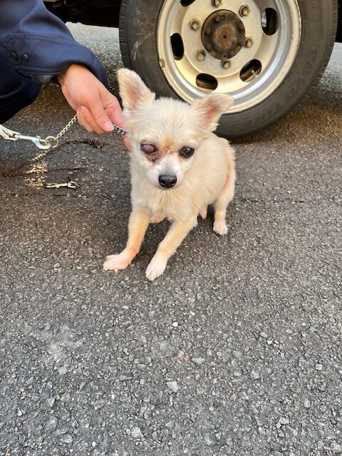 siba4884's tweet image. 🆘️保健所収容情報です｡

幡多福祉保健所に収容されているオスのチワワになります。皆さまのご協力宜しくお願い致します。 
kochi-apc.com