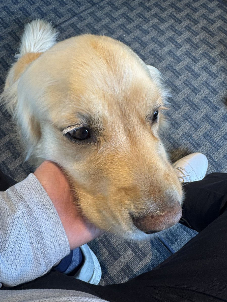 vogeygolf's tweet image. Not to mention I met and loved up a member of the @DogsOfTurf brigade, Sven, at Wanu. I regret that I did not get down on the carpet in the pro shop and cuddle him a bit as well