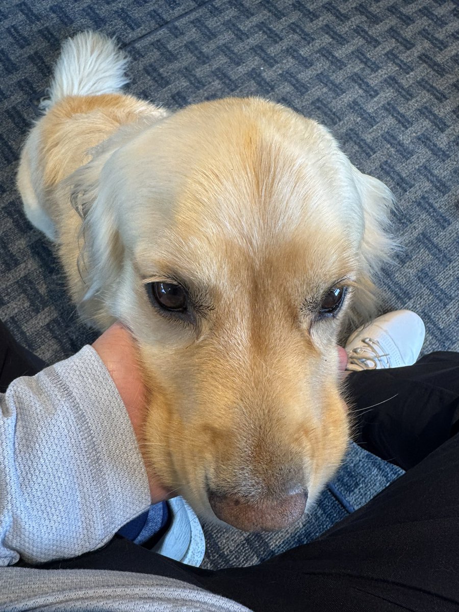 vogeygolf's tweet image. Not to mention I met and loved up a member of the @DogsOfTurf brigade, Sven, at Wanu. I regret that I did not get down on the carpet in the pro shop and cuddle him a bit as well