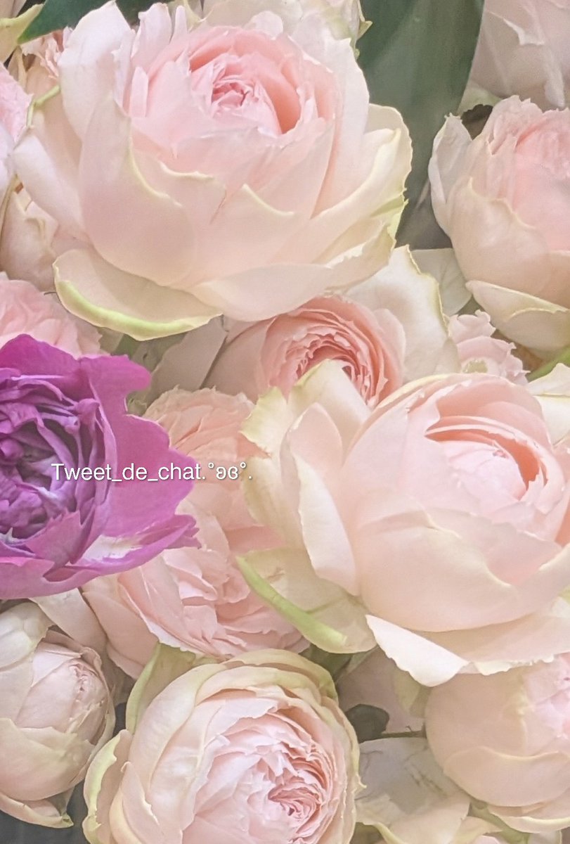 ☘️琴音 (@Agp4WVhG5f7J4n9) / Posts / X