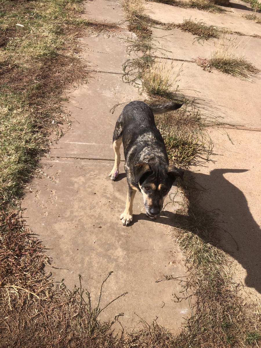 Mr. Pigweed ©️ tweet media