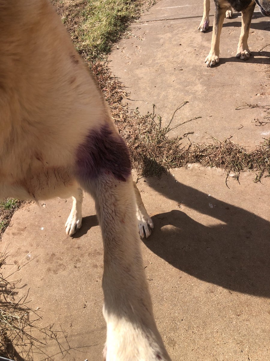 Mr. Pigweed ©️ tweet media