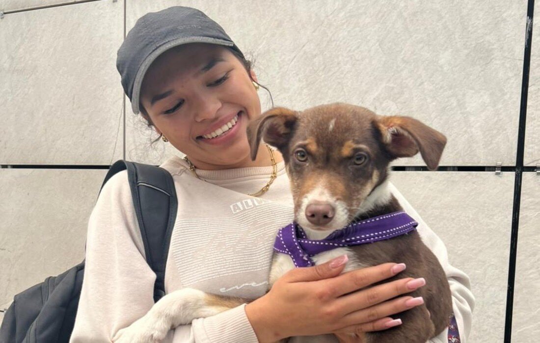 #Noticias | Brinda Calor de Hogar Navideño: más de 50 perros y gatos esperan encontrar una familia.

Conoce las fechas y lugares de las 4 jornadas de adopción que tendremos, y los requisitos para adoptar.👇

🔗 animalesbog.gov.co/noticias-pyba/…