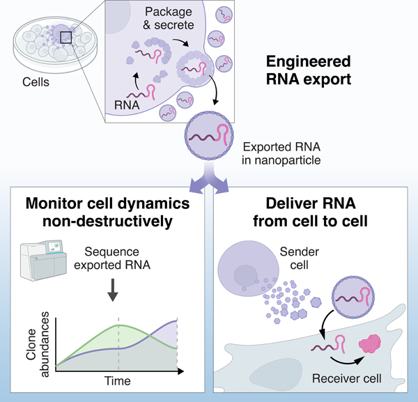 NikoMcCarty's tweet image. I&apos;m starting a new series, &quot;30 Days of Underrated Ideas.&quot;

I&apos;ll be writing about ideas that I think are underfunded or underdiscussed relative to impact. These are subjective, of course, but I hope people will be inspired to go work on them.

Day 1: Real-time, non-destructive RNA…