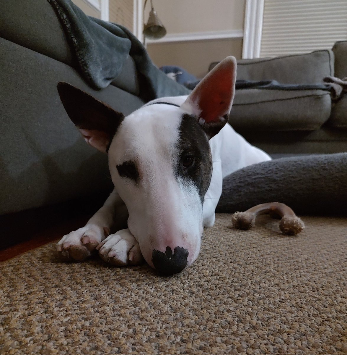 Spike The Rescue Pup & Rex The TV Terrier ®🌈🐾 tweet media