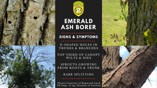 Watch for signs and symptoms of an Emerald Ash Borer #EAB infestation. Early detection can be difficult because it may take up to 3 years for an ash tree to show signs of decline or mortality. 

#SaveOurAshes #MSforestry