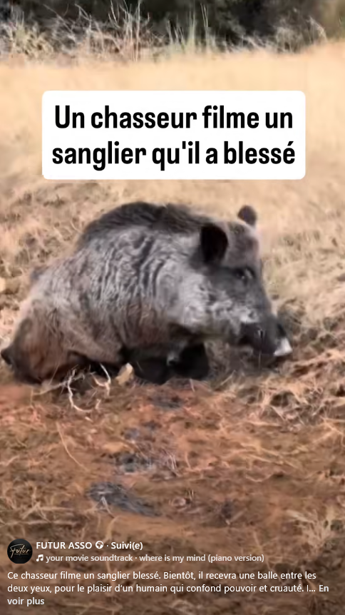 Les #chasseurs sont des sous-êtres ! des sadiques !

facebook.com/reel/780649554…