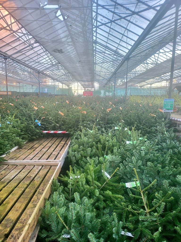 slinehan1's tweet photo. Dull post but I went to pick up our real Christmas tree from the local garden centre today. After my anxiety stopping me from going for the past 6 years, this was a great milestone. No photo of me because I looked awful lol but I'm glad I did it. ๐๐ฒ๐
#Christmas #PushingMyself https://t.co/FRjRJxUhoW