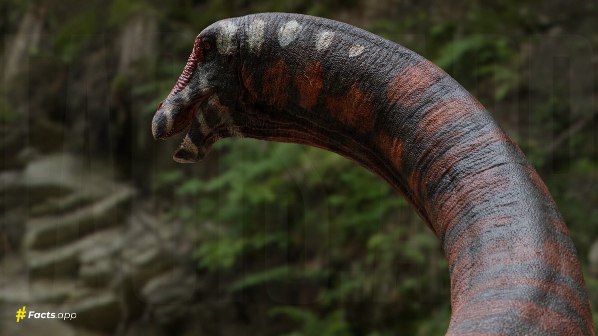 paleobyliam's tweet image. One of my favorite recent sauropod depictions is Bohuslav Salo&apos;s 3D sculpt of the titanosaur Inawentu for Facts app. Nice clear form, detailed rendering and speculative integument bringing a super weird sauropod to life
#paleoart