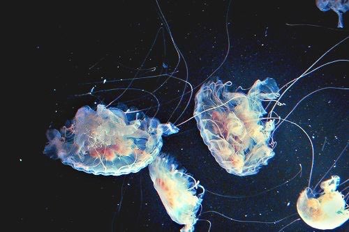 bactriian's tweet image. 🫧