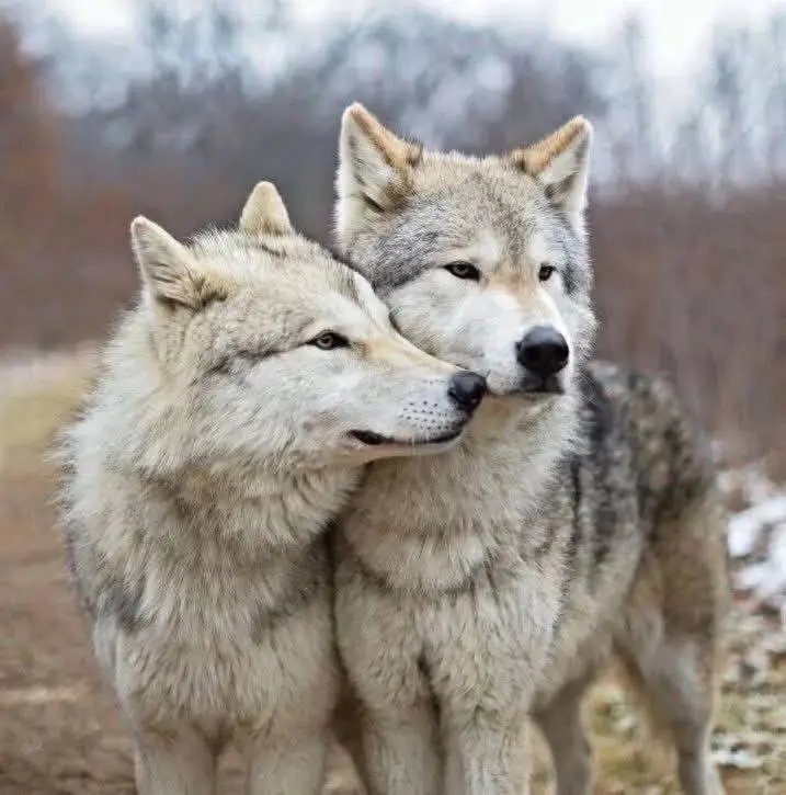 Wolf_lover_c's tweet image. #wolf