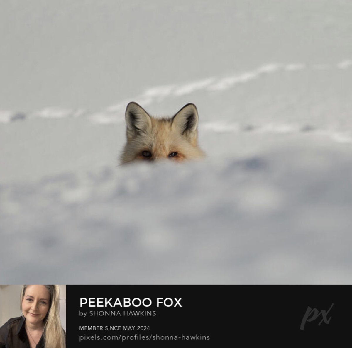 Peekaboo Fox shonna-hawkins.pixels.com/featured/peeka…

A curious fox peers over a snow-covered slope, its ears and eyes visible above the white expanse. The surrounding landscape is a pristine blanket of snow, creat…

#RedFox #PeekabooFox #SnowCoveredSlope #ShonnaHawkinsPhotography #BuyIntoArt