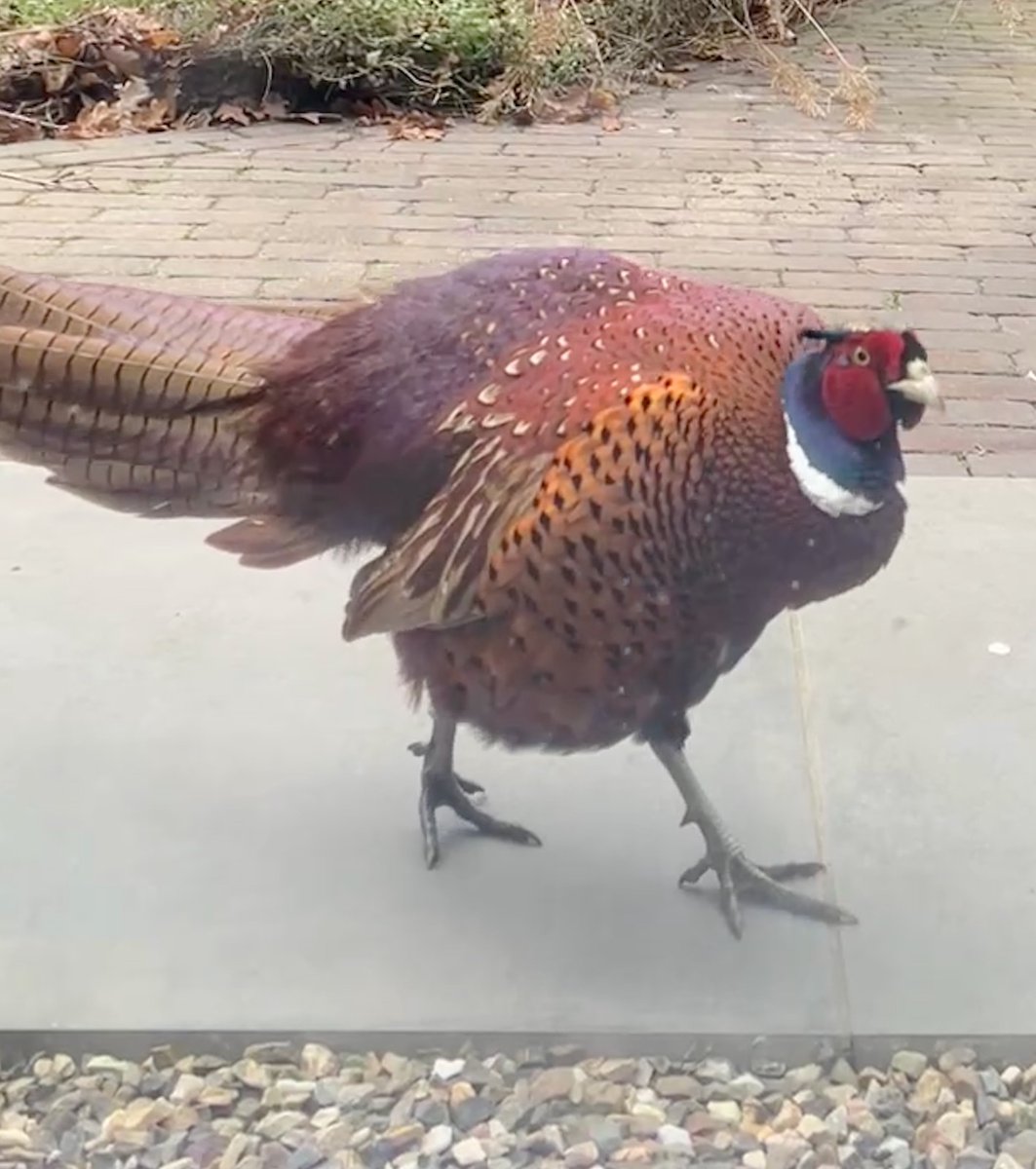 This passenger was in my garden the other day. Look at those colours! Our dog was most intrigued. It's not a chicken. But what is it? 
Thought it was fitting to wish you all a Gezellig Thanksgiving!