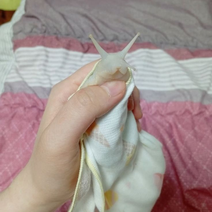 Turning my stgupid chud sneal into a shawarma because I hate her🩷🩷🩷🩷🩷