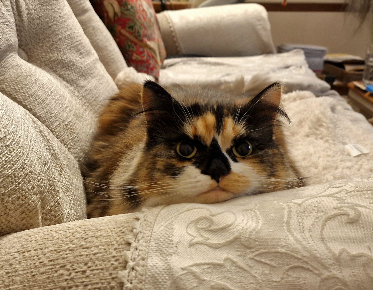 maisiethetortie's tweet image. #CatsOfTwitter #MaisietheTortie #WhiskersWednesday I is watching you hooman...