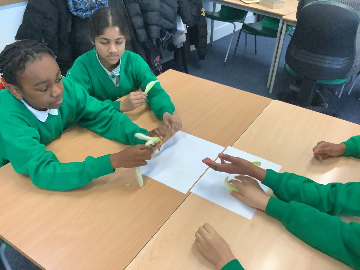 primary_orchard's tweet image. Year 6 got practical this week, #dissecting flowers to explore how plants #reproduce. They rounded it off by drawing and labelling detailed lily diagrams to deepen their understanding. 🌼🌱💐 #Flower #Reproduction #Science