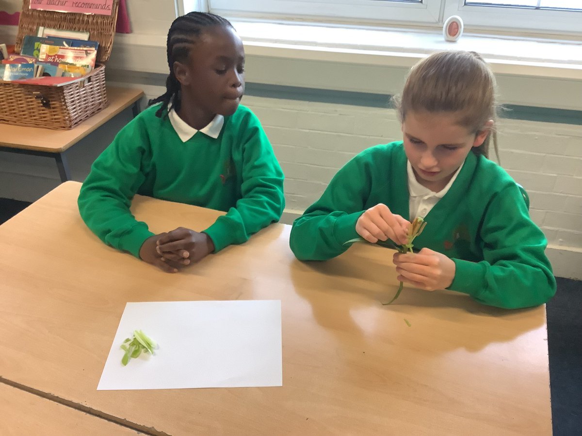 primary_orchard's tweet image. Year 6 got practical this week, #dissecting flowers to explore how plants #reproduce. They rounded it off by drawing and labelling detailed lily diagrams to deepen their understanding. 🌼🌱💐 #Flower #Reproduction #Science