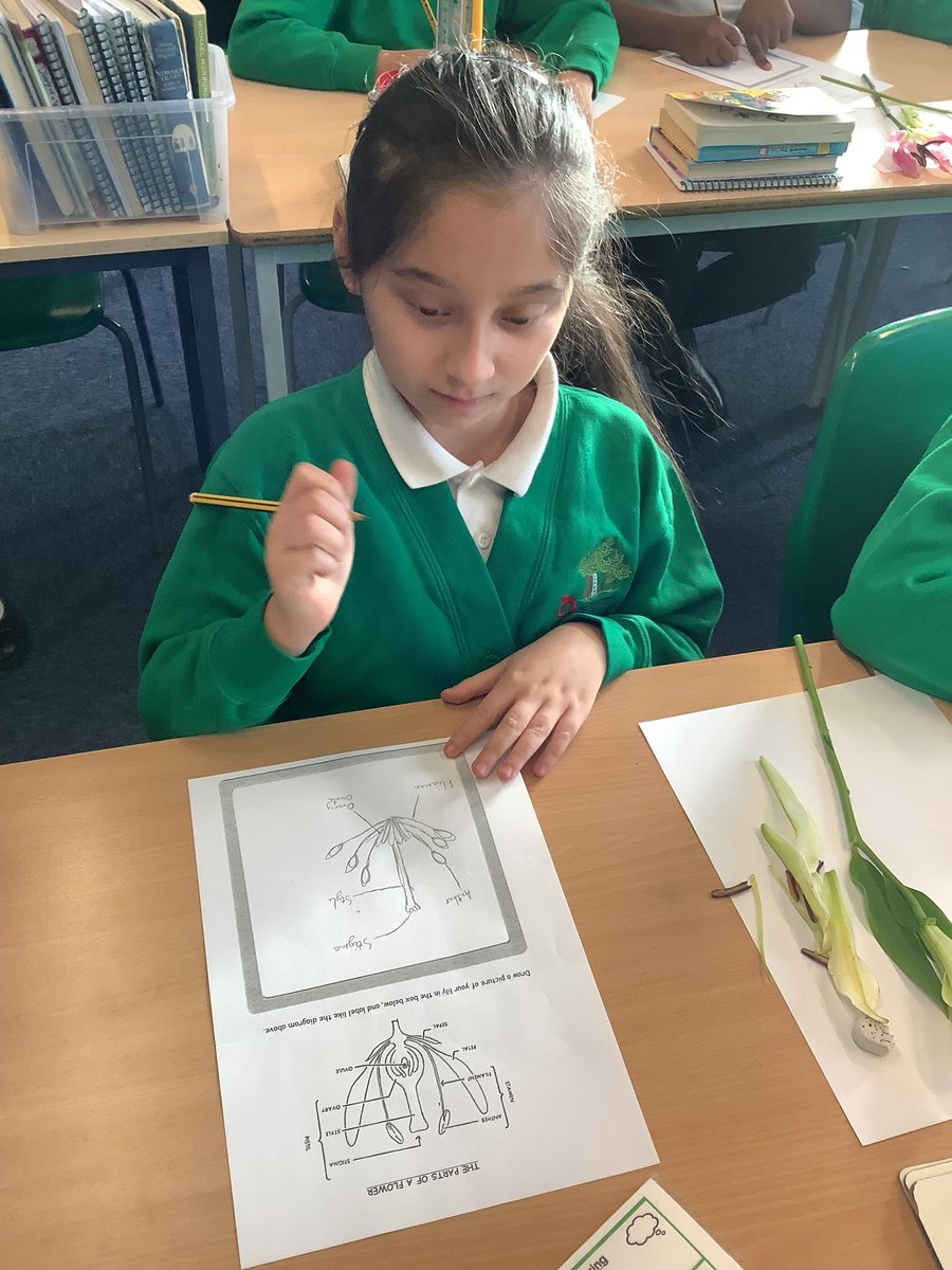 primary_orchard's tweet image. Year 6 got practical this week, #dissecting flowers to explore how plants #reproduce. They rounded it off by drawing and labelling detailed lily diagrams to deepen their understanding. 🌼🌱💐 #Flower #Reproduction #Science