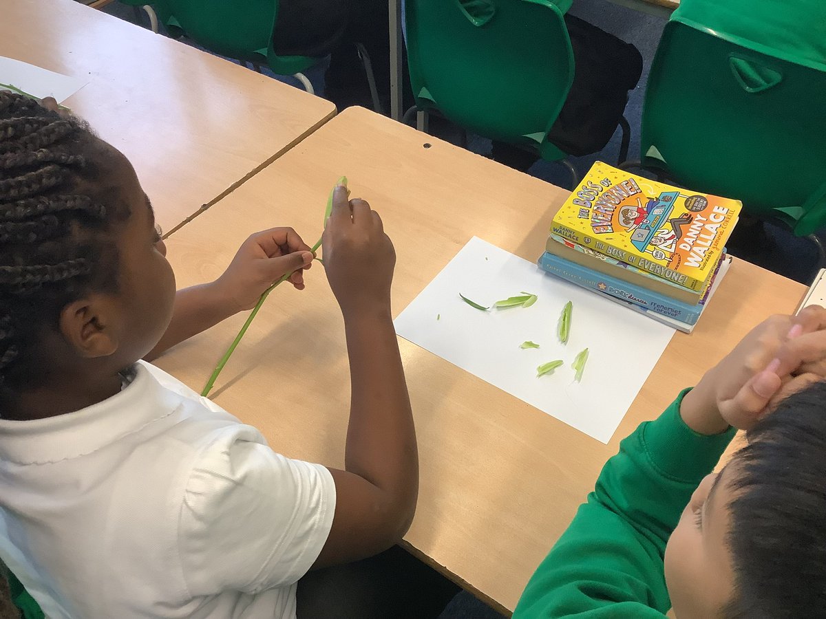 primary_orchard's tweet image. Year 6 got practical this week, #dissecting flowers to explore how plants #reproduce. They rounded it off by drawing and labelling detailed lily diagrams to deepen their understanding. 🌼🌱💐 #Flower #Reproduction #Science