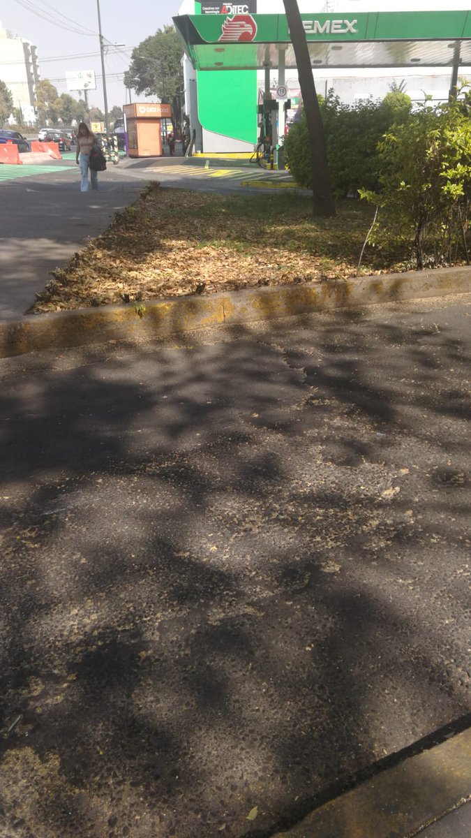 VillaDeCortesBJ's tweet image. Con muchos trabajo y durante muchos años, hemos tratado de conservar las áreas verde en Plaza Victoria. 
En la madrugada retiraron arrayanes que servían de protección a los árboles. Necesitamos esa zona de absorción INTACTA. 
Por favor, @ClaraBrugadaM, no imponga banquetas de más