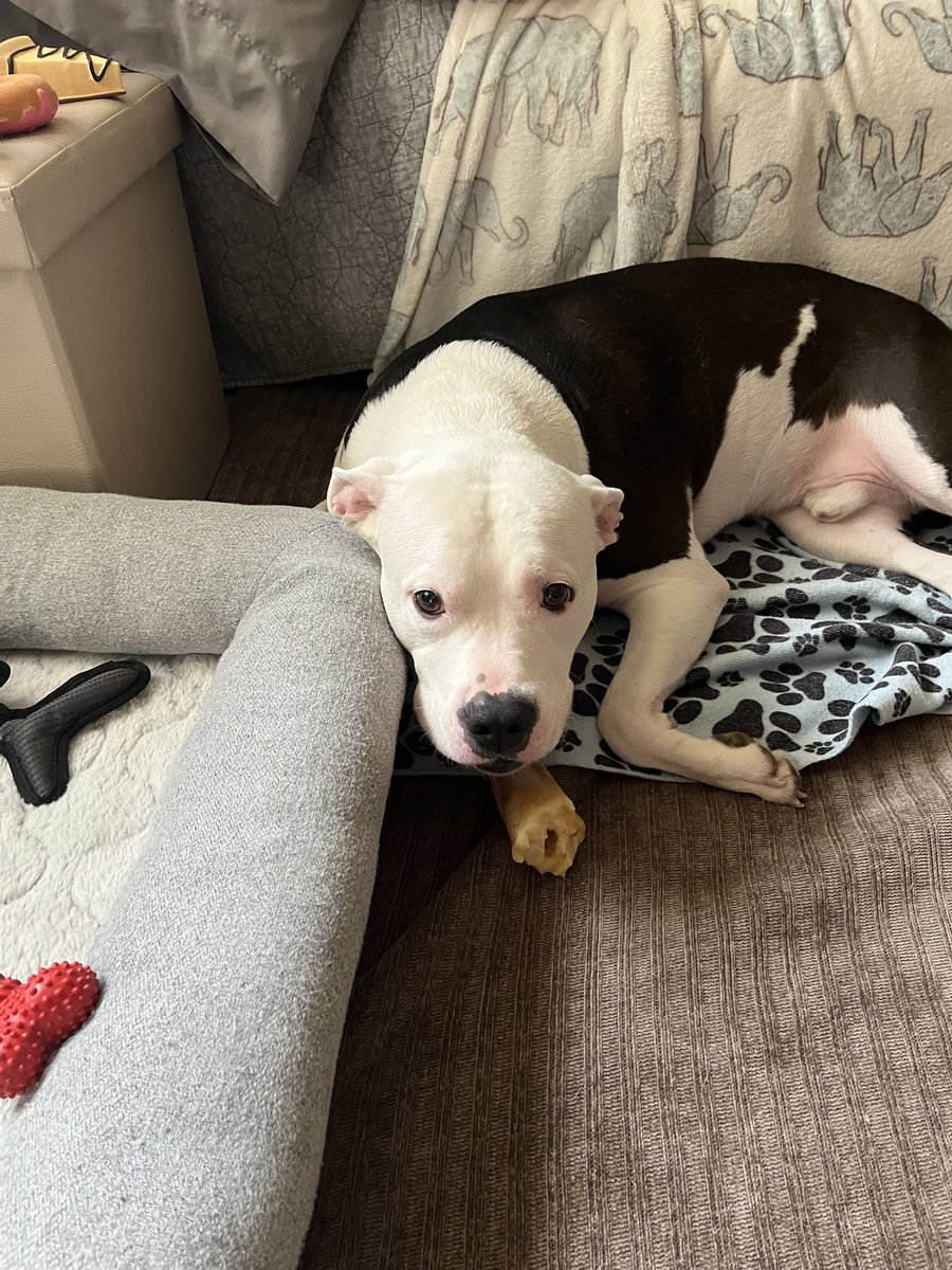 superdragart's tweet image. Be honest do we think i can teach him to play mundo