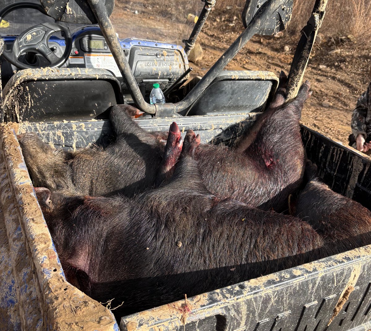 MayorGroundzero's tweet image. ‼️ Eat more Bacon 🥓 .#pork #bacon #wildlife