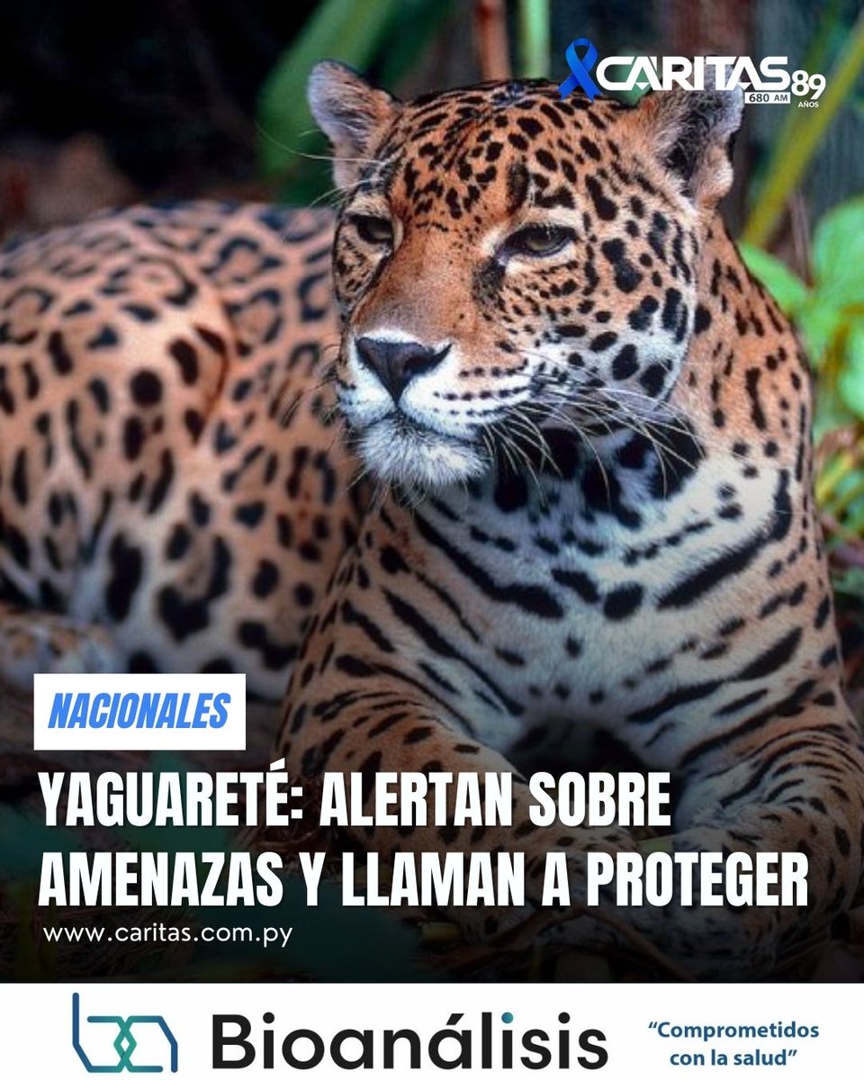 680CARITAS's tweet image. #LaOtraCampana
En el Día Nacional del Yaguareté, WWF Paraguay alertó sobre la grave amenaza que enfrenta esta especie en el país, especialmente en la Región Oriental, donde la pérdida de bosques redujo drásticamente su presencia. Aunque en el Chaco aún existen poblaciones más…