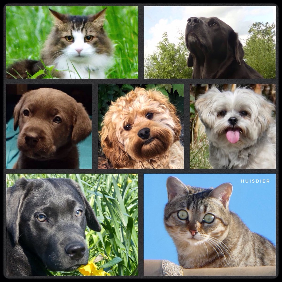 Hierbij nog wat portretten van huisdieren
op sommige pas ik af en toe en andere kwam ik tegen onderweg. Ik heb ook veel mooie portretten langs zien komen voornamelijk van dieren en ook van jullie zelf.
Dank voor jullie bijdrage en morgen weer een nieuw thema, fijne avond👋