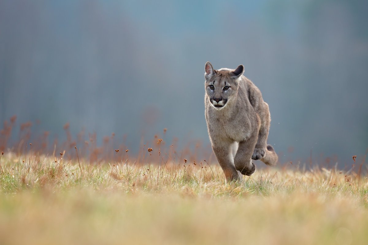 🐾 Hábitat proviene del latín: “que habita”, del verbo habitare (“vivir” o “residir”).

No solo es un lugar, es el espacio donde la vida encuentra sentido. 🌎