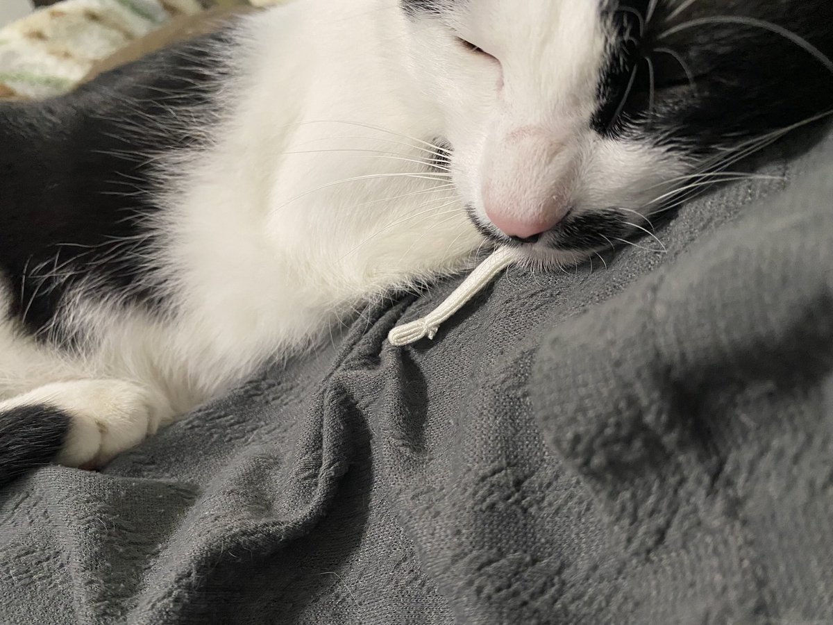 MahaloNoa's tweet image. おはようございます🐾໊
かわい子ちゃん達💕

 #保護猫と暮らす